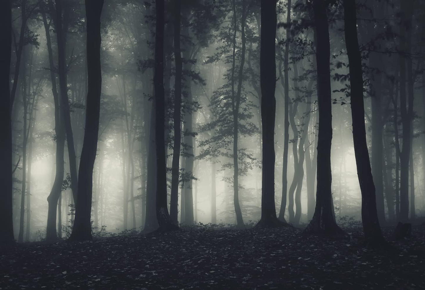 Foggy Forest Wallpaper Misty Jungle Rainforest Trees Nature Landscape Wall Mural(Not Peel n' Stick)