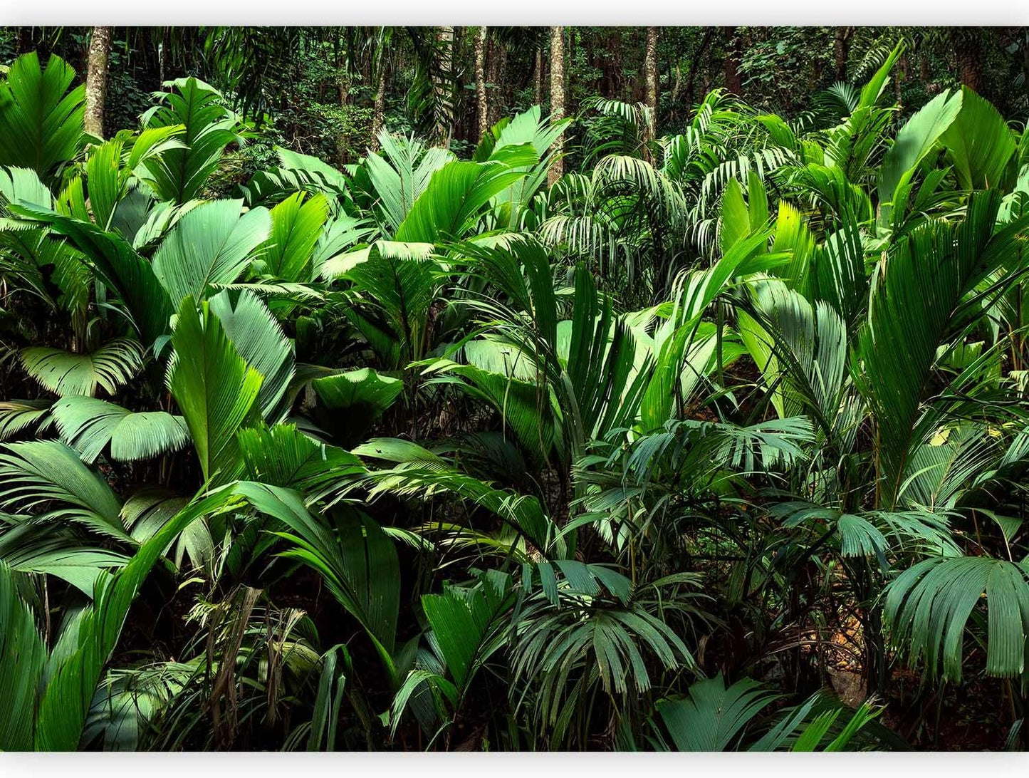artgeist Wall Mural Nature 138x101 in - XXL Non-Woven Wallpaper Fleece Wall Decor Photo Print Picture Image Design Botanical Plants Jungle Leaves b-B-0594-a-a