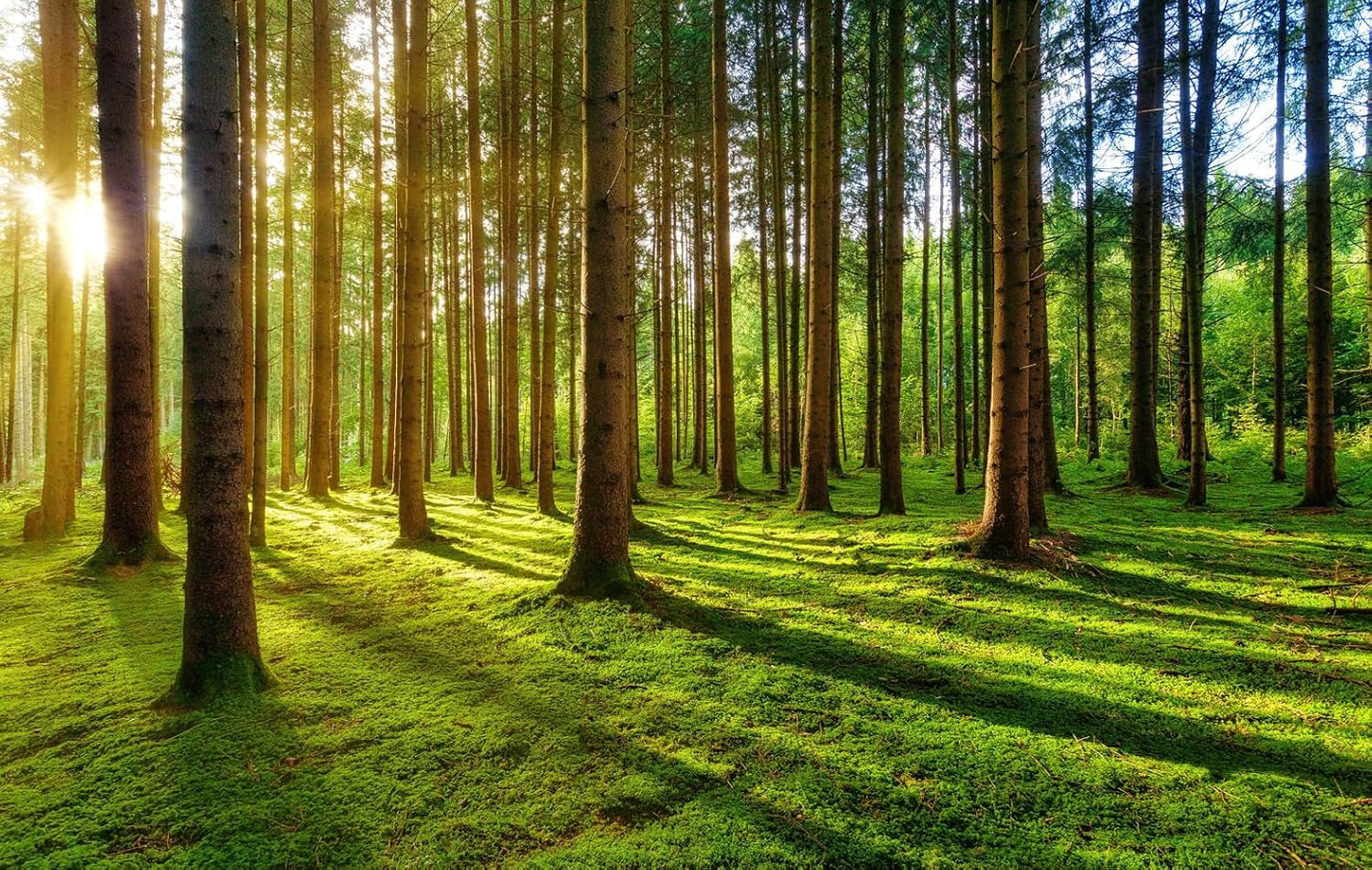 Sunshine Green Forest Woodland Wallpaper Wall Mural for Bedroom Living Room (Not Peel n' Stick)