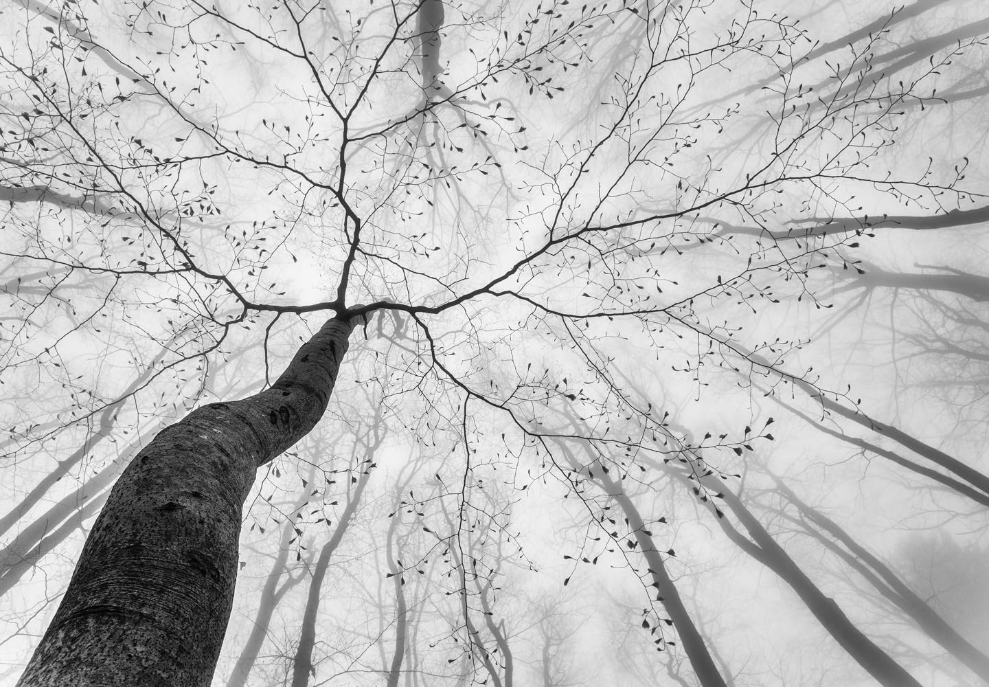 Gray Forest Woodland Wallpaper Mural for Bedroom Living Room (Not Peel n' Stick)