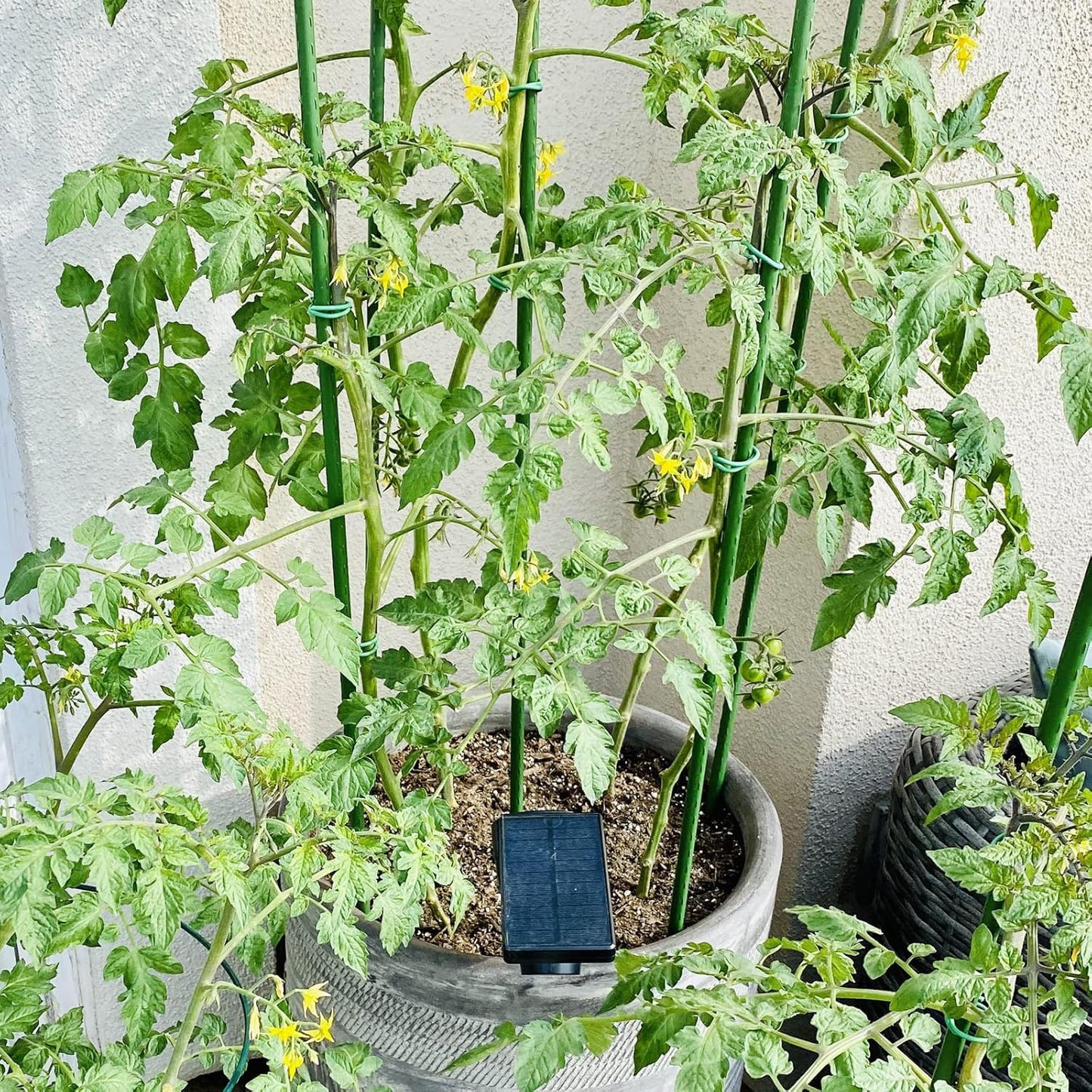 Garmeinea Garden Stakes 30 Inches Plastic Coated Steel Plant Stakes for Growing Climbing Plants, Pack of 25